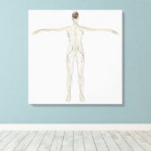 ヒト神経系の医学的イラストレーション キャンバスプリント (インサイチュ (ウッドフロア))