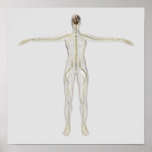 ヒト神経系の医学的イラストレーション ポスター (正面)