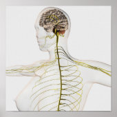 ヒト神経系の医学的イラストレーション ポスター (正面)