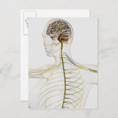 ヒト神経系の医学的イラストレーション ポストカード (正面/裏面)