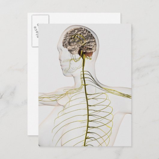 ヒト神経系の医学的イラストレーション ポストカード (正面/裏面)