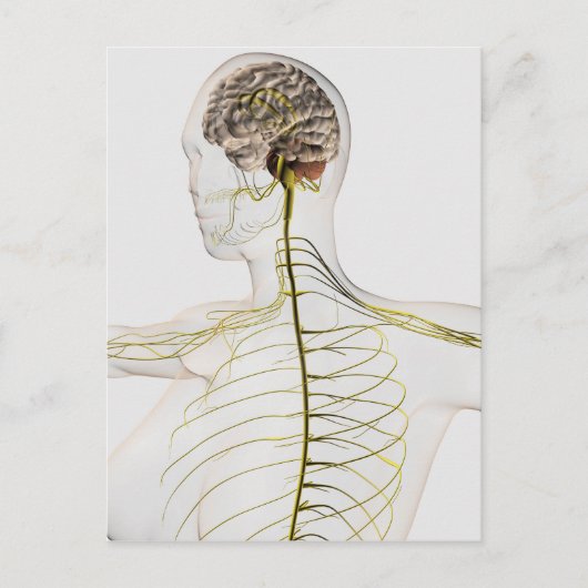 ヒト神経系の医学的イラストレーション ポストカード (正面)