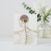 ヒト神経系の医学的イラストレーション ポストカード (スタンド正面)