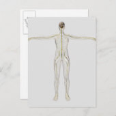ヒト神経系の医学的イラストレーション ポストカード (正面/裏面)
