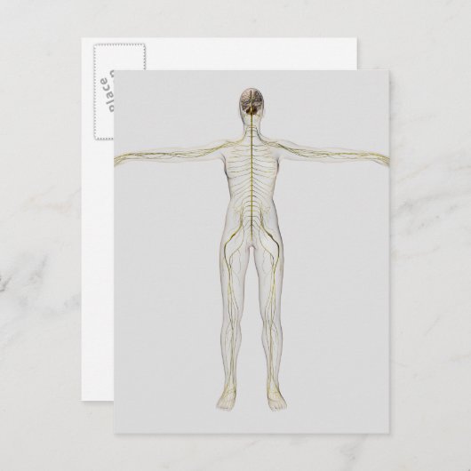 ヒト神経系の医学的イラストレーション ポストカード (正面/裏面)