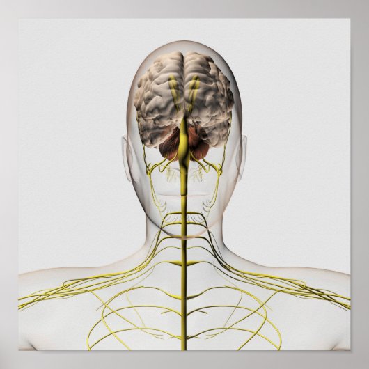 ヒト神経系の医療イラストレーション2 ポスター (正面)