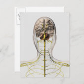 ヒト神経系の医療イラストレーション2 ポストカード (正面/裏面)