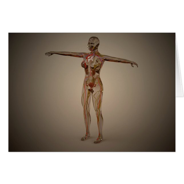 ヒト神経系の概念像2 (正面横)