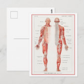 ヒト神経系ヴィンテージ図 ポストカード (正面/裏面)