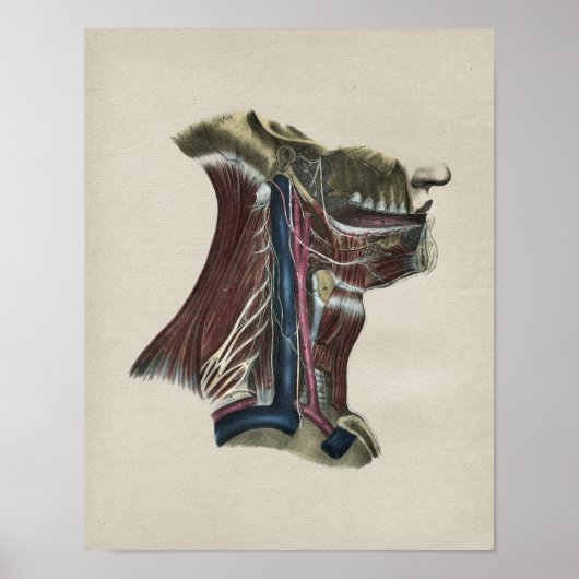 ヒト神経系解剖学ヴィンテージプリント ポスター (正面)