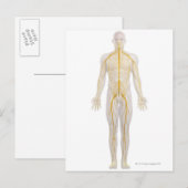 ヒト神経系2 ポストカード (正面/裏面)