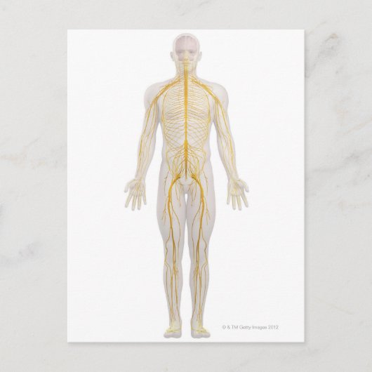 ヒト神経系2 ポストカード (正面)