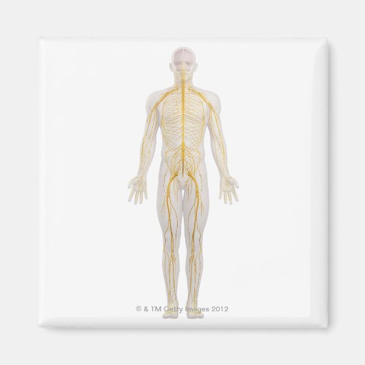 ヒト神経系2 マグネット (正面)