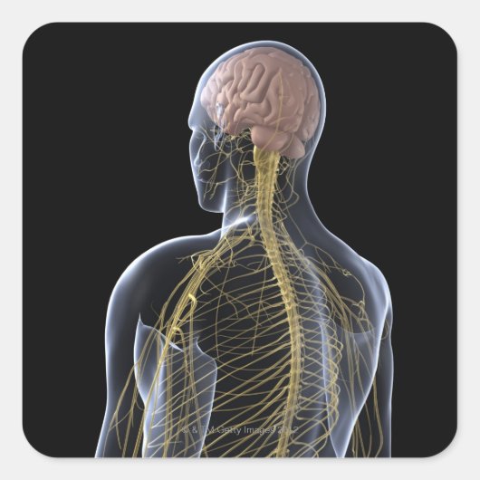 ヒト神経系 スクエアシール (正面)