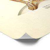 ヒト筋解剖図 ポスター (角)