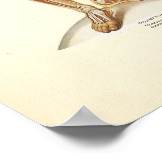 ヒト筋解剖図 ポスター (角)