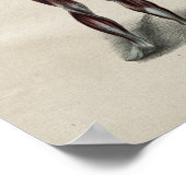 ヒト筋解剖学ヴィンテージプリント ポスター (角)