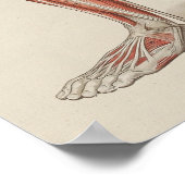 ヒト筋解剖学的壁図 ポスター (角)