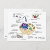 ヒト細胞はがき ポストカード (正面/裏面)