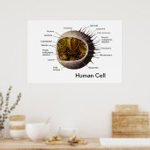 ヒト細胞ポスター ポスター (キッチン)
