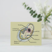 ヒト細胞生物学Tシャツ ポストカード (スタンド正面)