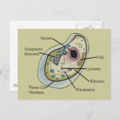ヒト細胞生物学Tシャツ ポストカード (正面/裏面)