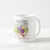 ヒト耳蝸牛周波数マッピング図 コーヒーマグカップ (正面右)
