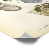 ヒト耳解剖学プリント ポスター (角)