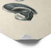 ヒト耳解剖学ヴィンテージプリント ポスター (角)