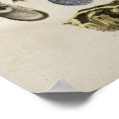 ヒト耳解剖学ヴィンテージプリント ポスター (角)