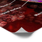 ヒト肺の肺胞の断面積 ポスター (角)