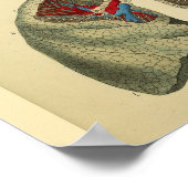 ヒト肺気気管解剖学プリント ポスター (角)