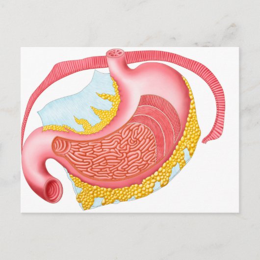 ヒト胃の解剖学 ポストカード (正面)