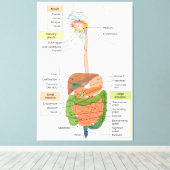 ヒト胃腸消化器系を図解する キャンバスプリント (インサイチュ (ウッドフロア))