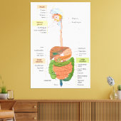 ヒト胃腸消化器系を図解する キャンバスプリント (インサイチュ (リビング))