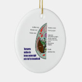 ヒト胚の横断面9週目 セラミックオーナメント (右)