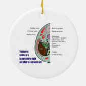 ヒト胚の横断面9週目 セラミックオーナメント (裏面)