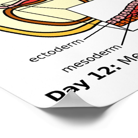 ヒト胚発生生殖系の図 ポスター (角)