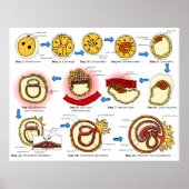 ヒト胚発生生殖系の図 ポスター (正面)
