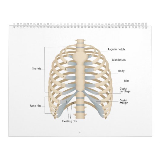 ヒト胸部解剖学 カレンダー (カバー)