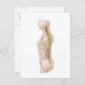 ヒト脊柱の構造、横離れ部 ポストカード (正面/裏面)