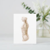 ヒト脊柱の構造、横離れ部 ポストカード (スタンド正面)