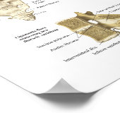 ヒト脊椎解剖学ポスターカイロプラクティック ポスター (角)