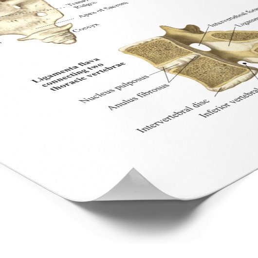 ヒト脊椎解剖学ポスターカイロプラクティック ポスター (角)