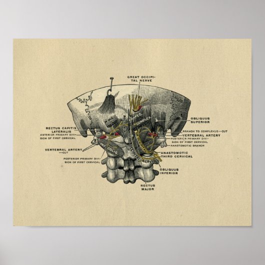 ヒト脊椎解剖学1902ヴィンテージプリント ポスター (正面)