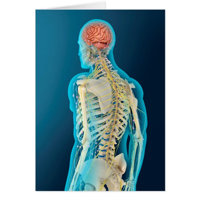 ヒト脳および脳幹の医学的イラストレーション (正面)