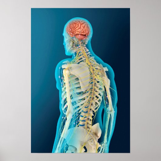 ヒト脳および脳幹の医学的イラストレーション ポスター (正面)