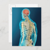 ヒト脳および脳幹の医学的イラストレーション ポストカード (正面/裏面)