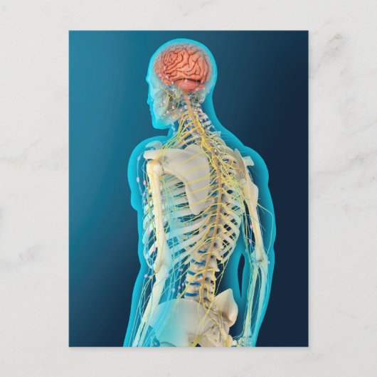 ヒト脳および脳幹の医学的イラストレーション ポストカード (正面)