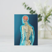 ヒト脳および脳幹の医学的イラストレーション ポストカード (スタンド正面)